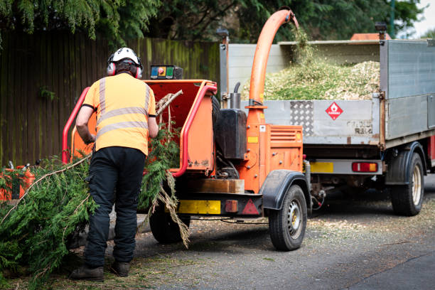 Best Tree Removal Near Me  in Broad Creek, NC